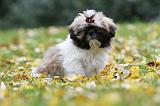 SHIH TZU 111